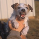 shows_teeth