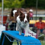 Feature driving across the dogwalk. Ken Kennedy.