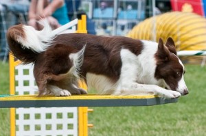 Feature prepares to nose target at the NE regional in Washington. Another great shot by Ken Kennedy