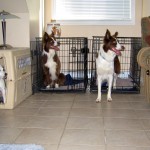 Naughty Feature waiting for her meal, while the other two maintain criteria.