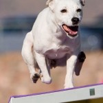 DeCaff in her prime, screaming across a dogwalk.