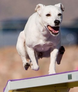 DeCaff in her prime, screaming across a dogwalk.