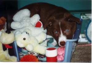 The eyes told it all about then 7 week old Buzzy.