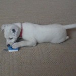 clicking DeCaff practicing her mechanics as a puppy