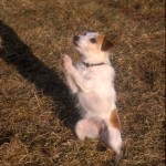 The precision of a clicker was needed when teaching Twister how to "pray."