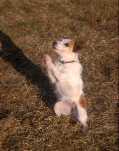 The precision of a clicker was needed when teaching Twister how to "pray."