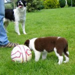 Feature at her breeder