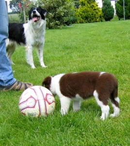 Feature at her breeder's home in England with her dam looking on.