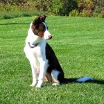 Feature playing sit-stay games with distractions at 18 weeks.