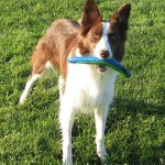 Feature reaps the benefits of the lessons all of my dogs before her taught me.