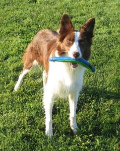 Feature reaps the benefits of the lessons all of my dogs before her taught me.