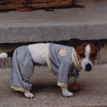 Eight week old Shelby . . . oh the indignities our first dogs have endured.