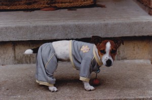 Eight week old Shelby . . . oh the indignities our first dogs have endured.