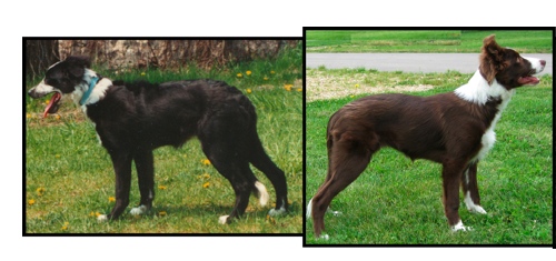Stoni left and Encore right both show at 16 weeks of age.