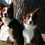 Encore and her littermate Temper