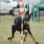 I love the Border Collies, but I think it is time to showcase some of the amazing non traditional agility breeds at the USDAA finals?