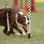 Encore as a 19 month old puppy at her first USDAA Nationals in 2005.