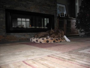 Buzzy settled in for his Sunday morning snooze.