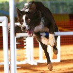 en_barking_jump