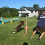 I am not suggesting you all email Greg Derrett for your challenges but he certainly is one of the many qualified elite handlers that could contact.