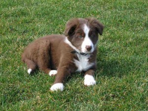 Missy Encore, her first day home.