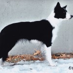 IMG_0005