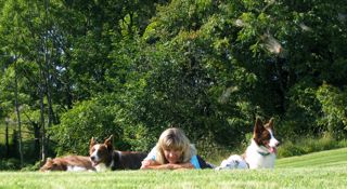 my_dogs_lying_grass