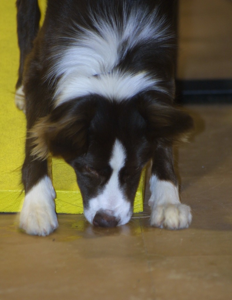 nose target encore 10 mo