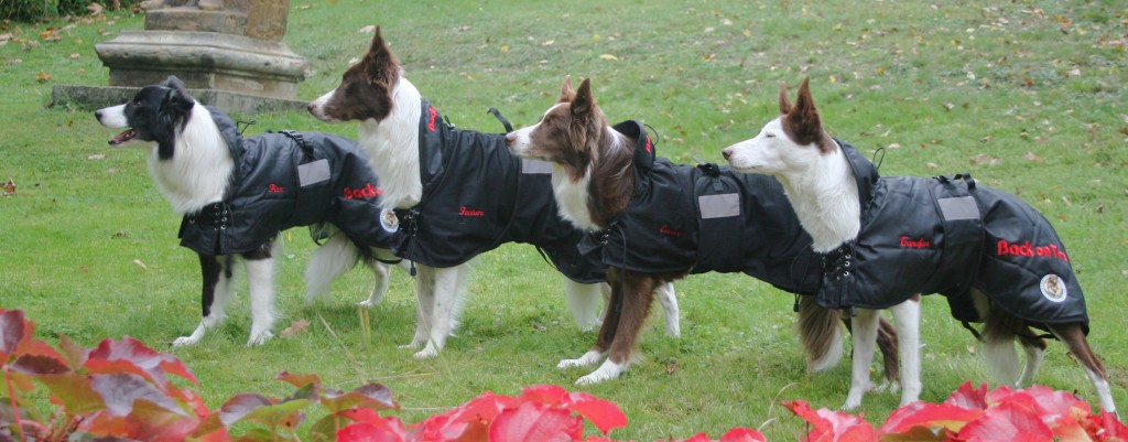 Large dogs 1