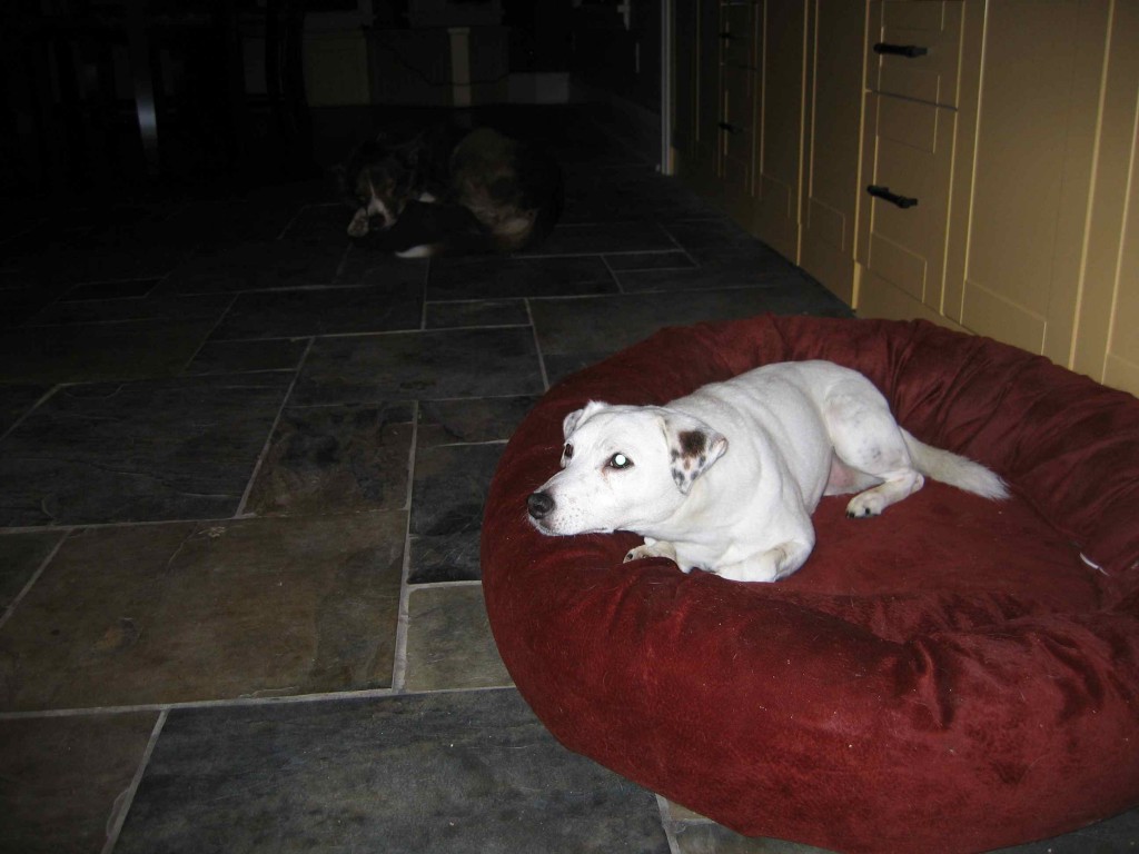 buzz_small_bed1