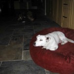 buzz_small_bed1