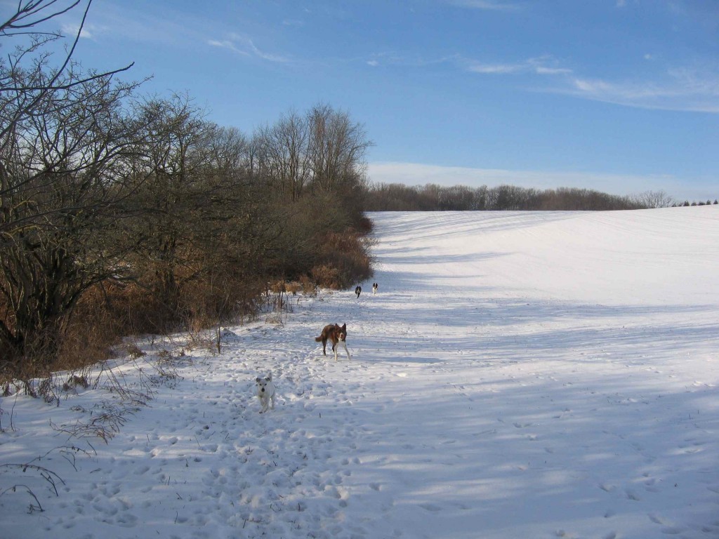 walk_dec_10