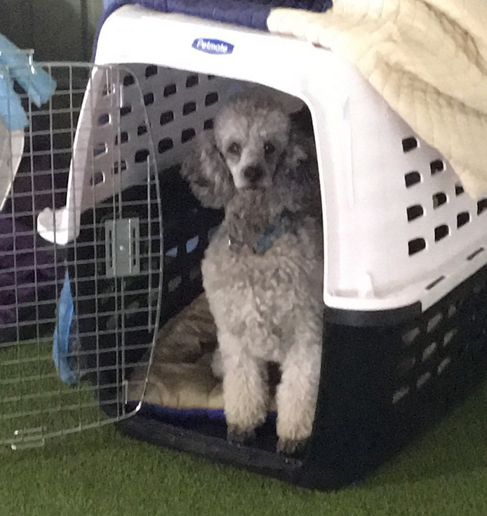 Need help with crate training. Also is this crate too small? More in  comments. : r/Dogtraining