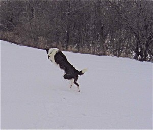feature_snow_puppy