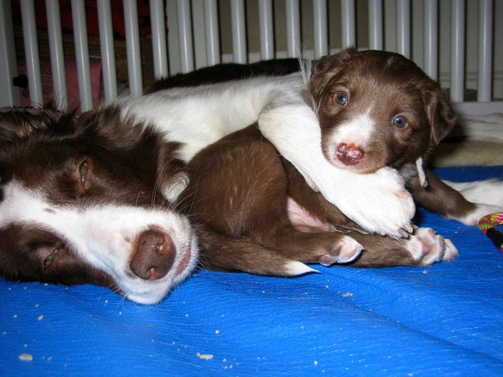 Socializing the Singleton Puppy: Swagger's Big Adventure | Susan