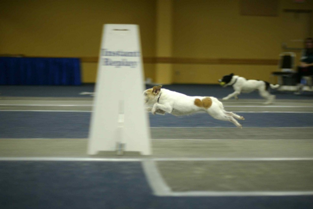 flyball
