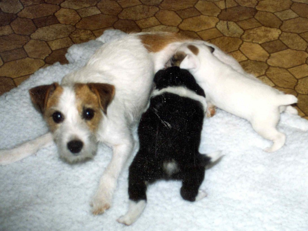 nursing-puppies