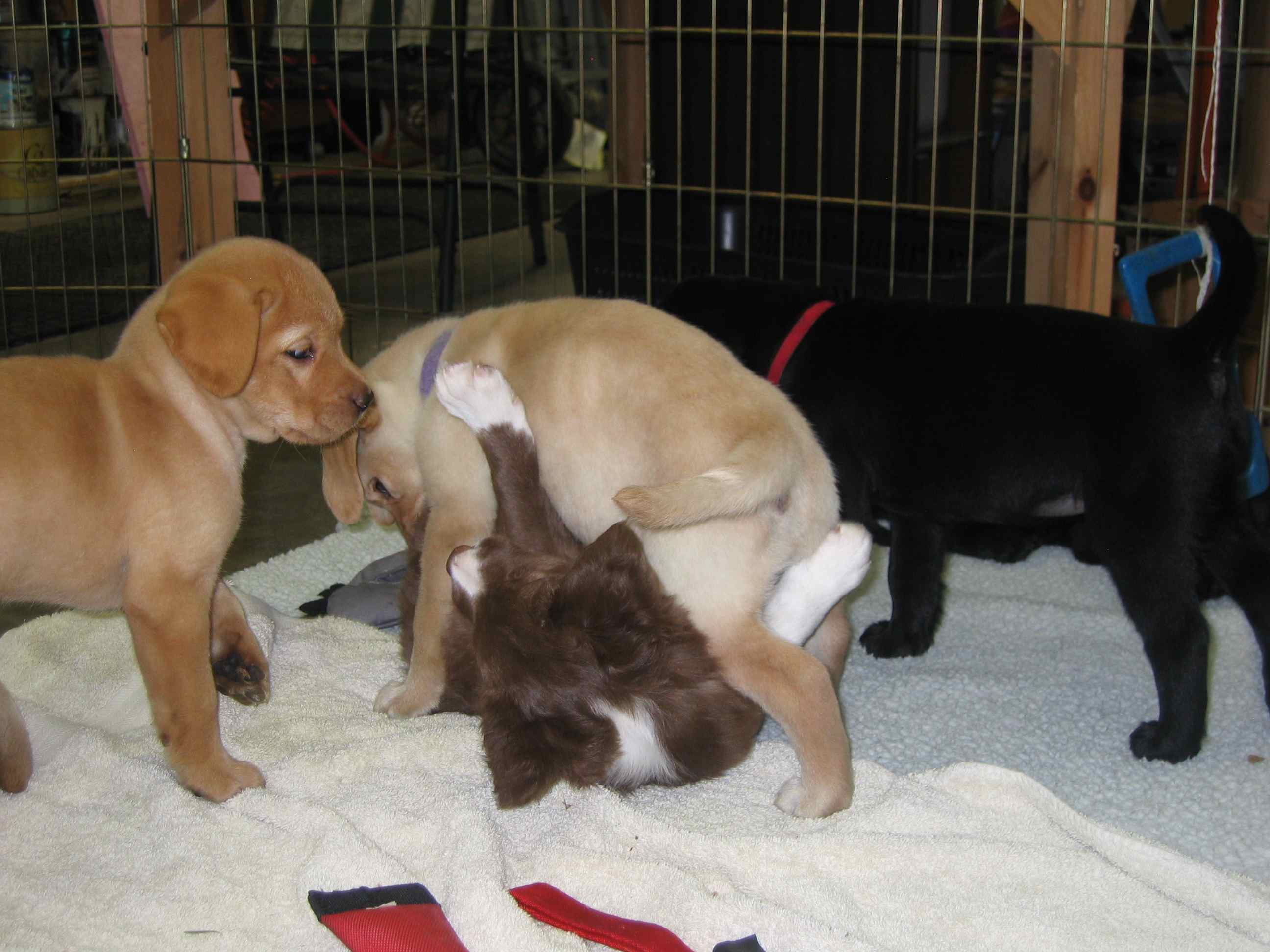 Puppy Play Outside! | Susan Garrett's Dog Training Blog