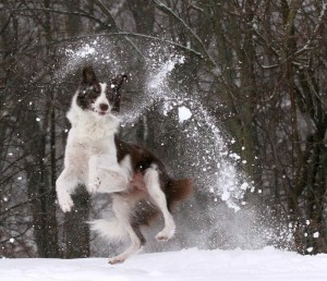 feature_snow_2011
