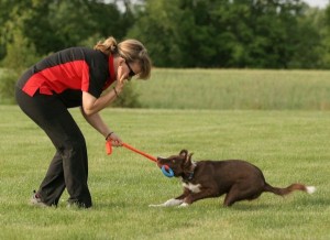 Dog Tugging