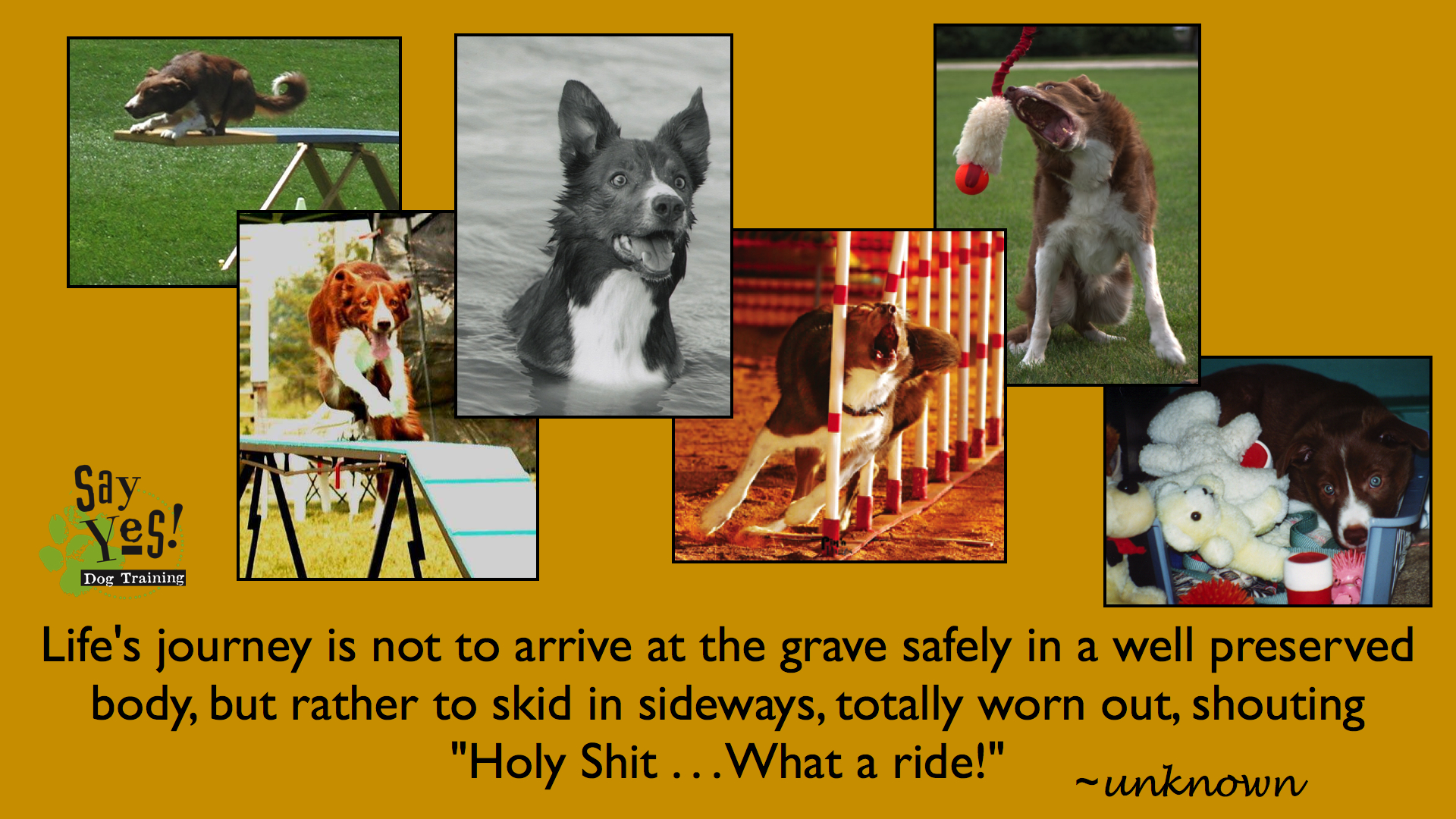 buzz what a ride copy