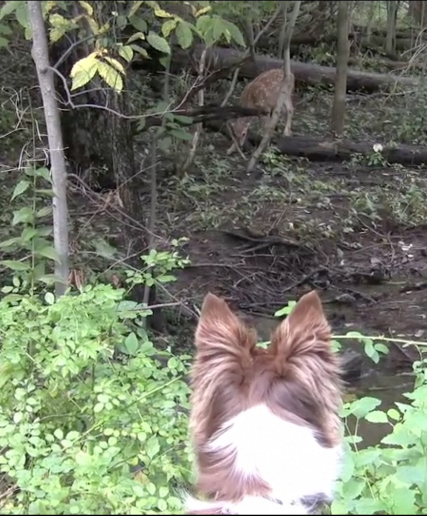 Encore and Deer