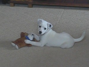 9wks teddy