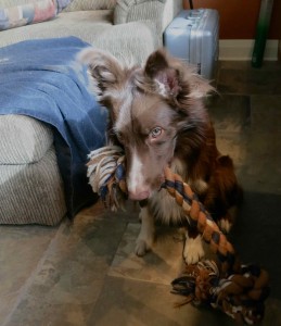 swagger_holding_rope