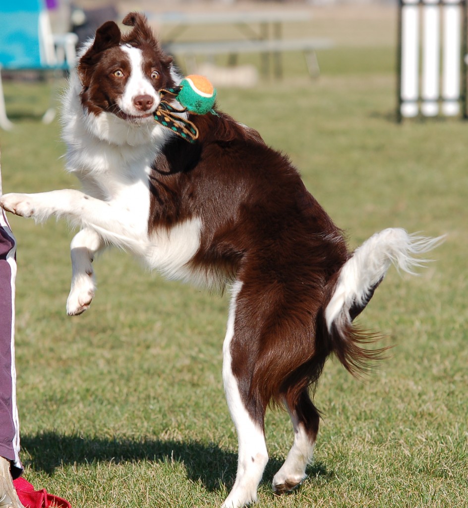 Meet My Dogs | Susan Garrett's Dog Training Blog