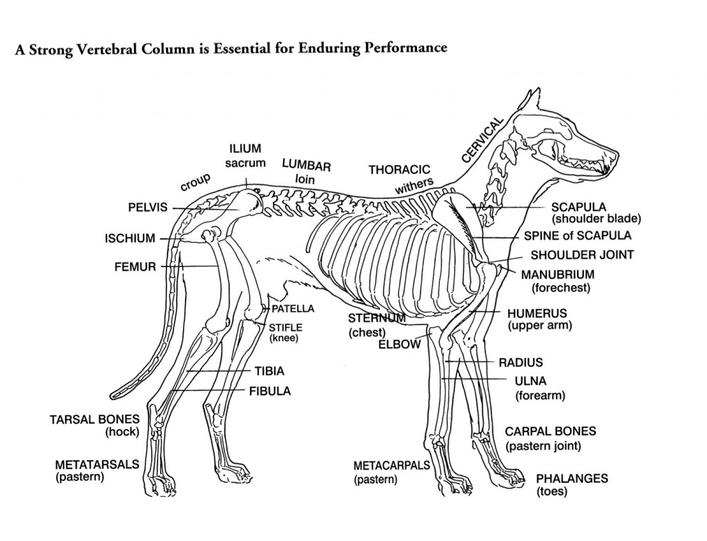 Dog Skeleton Labelled Diagram