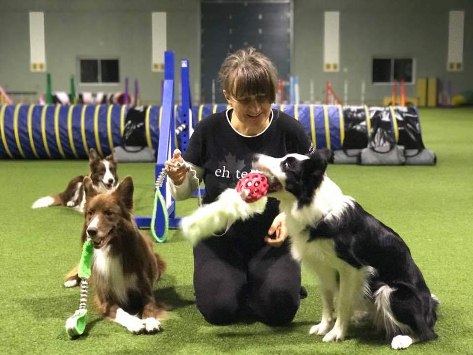 tug dog training