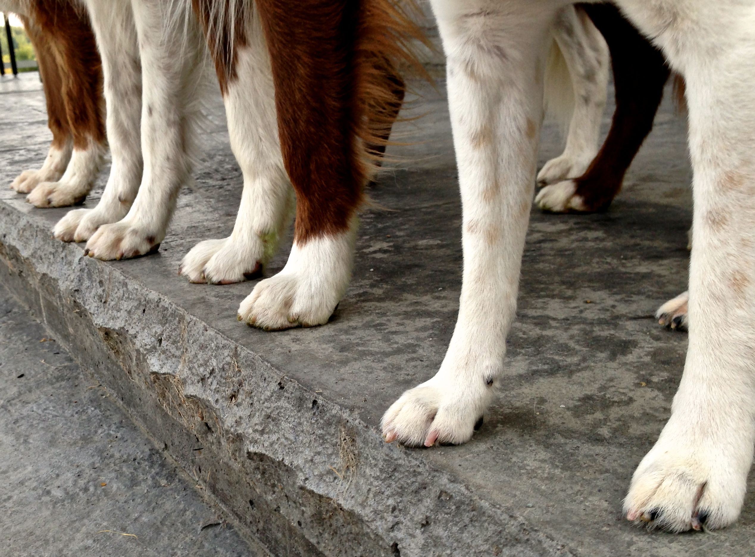 How to use a dremel to trim hotsell dog nails