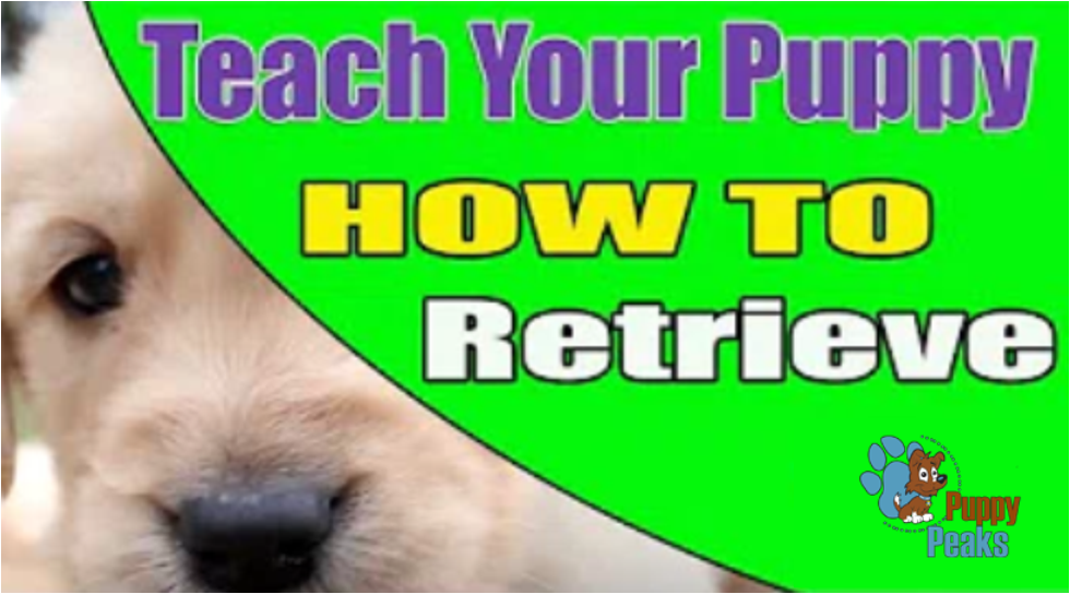 Vlog: How to Teach a Puppy to Retrieve | Susan Garrett's ...