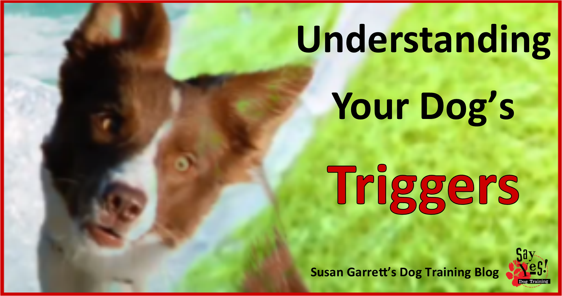 Vlog Understanding Your Dog's Triggers Susan Garrett's Dog Training Blog